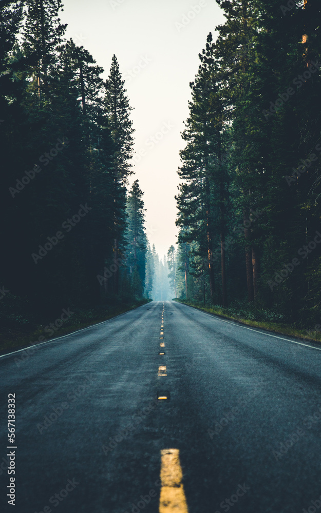 Oregon Forest Highway- SH Photography.jpg