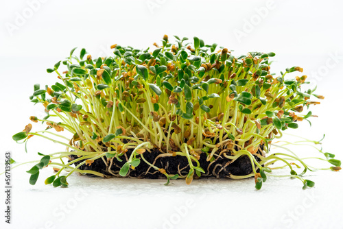 Foenum-graecum commonly called fenugreek microgreen close up. Fenugreek shoots sprout from soil. Homegrown greenery. Healthy, dietary food concept.