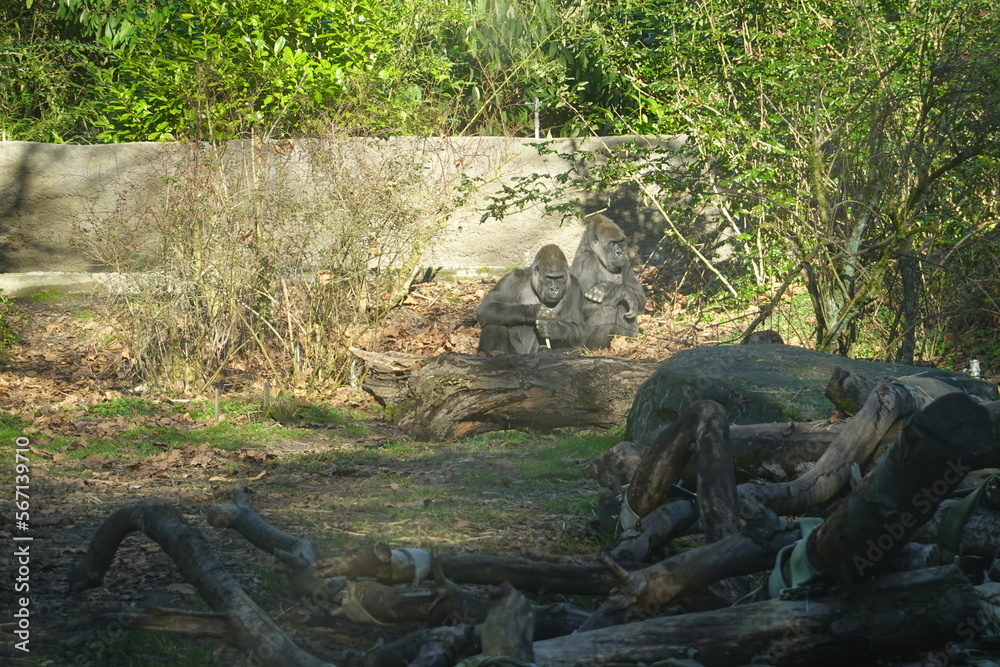 The gorilla is the largest of all primates. The gorilla is the largest of all primates.