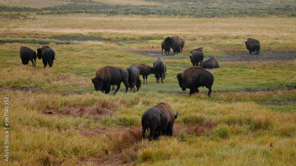A herd of plains bison with a baby calf in a pasture. View of a herd of bison in the grass in the Hayden in a Yellowstone National Park near geysers. 