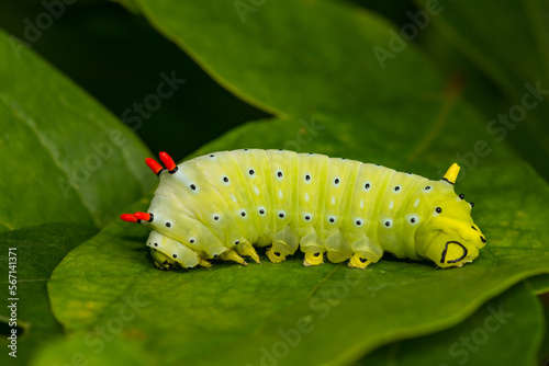 Promethea Silkmoth Caterpillar - Callosamia promethea photo