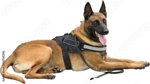Malinois belgian shepherd guard the border. The border troops demonstrate the dog's ability to detect violations.