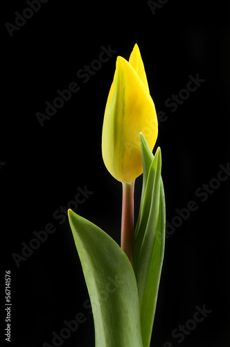 Yellow tulip against black
