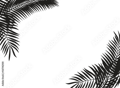 Foto Black leaves of palm tree