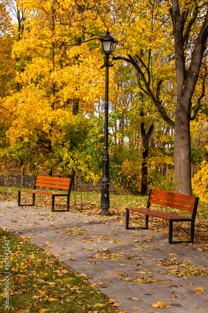 Autumn bench in a park full of falling yellow leaves. Day. Autumn bench in a park full of falling yellow leaves. Day.