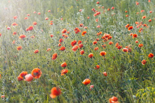 red poppies in the sunset