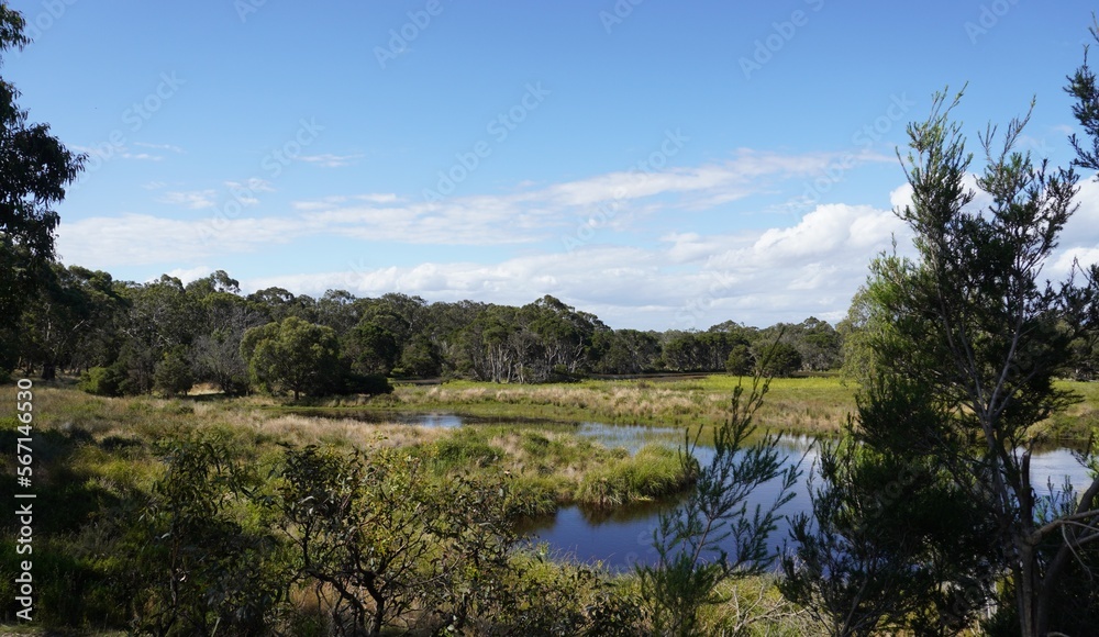 Phillip Island Koala Conservation Scenic View Shot Taken In Summer Phillip Island Koala Conservation Scenic View Shot Taken In Summer