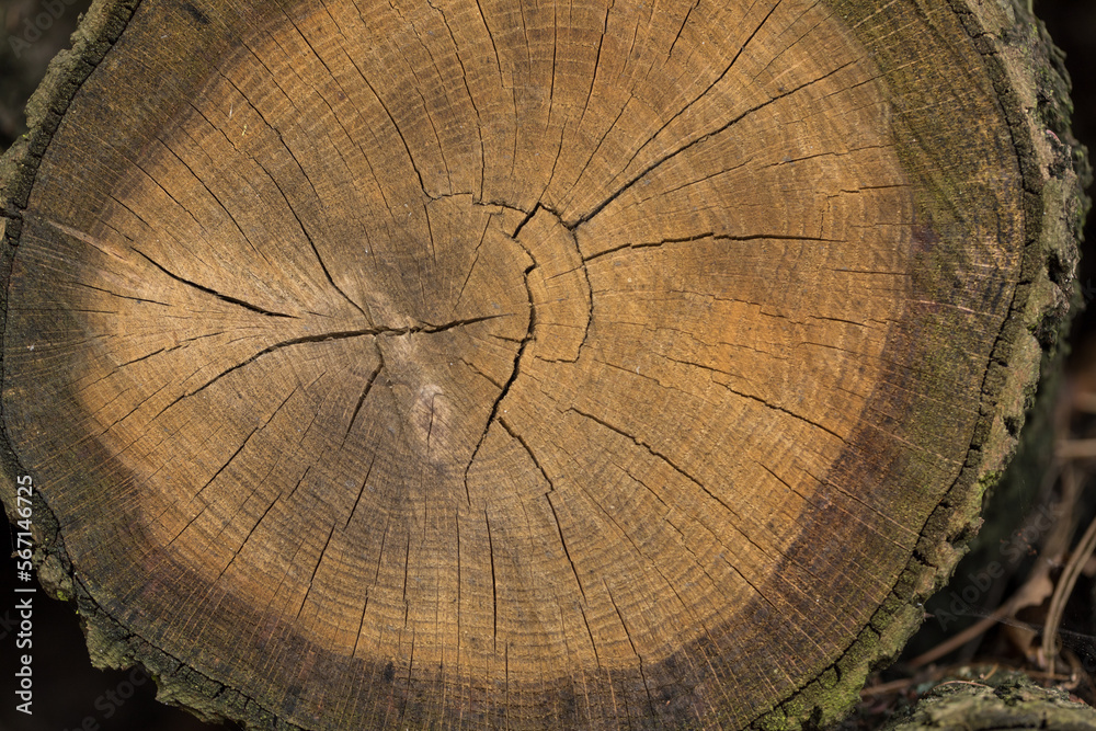 Cross section of a freshly cut tree trunk, close-up.