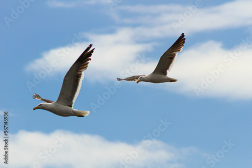 Dos gaviotas volando sobre el cielo de la costa