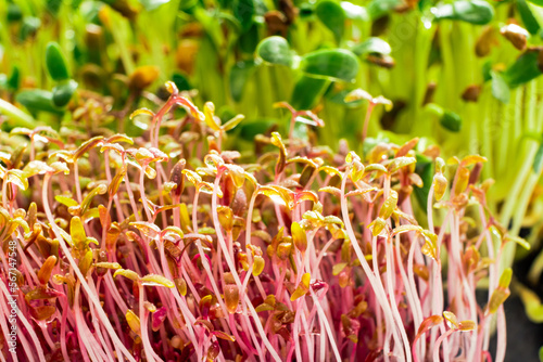 Amaranth and fenugreek microgreen close up. Red amaranth and fenugreek shoots sprout from soil on white background. Homegrown greenery. Healthy, dietary food concept.