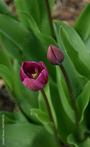 Pink tulips on green background  spring flowers.