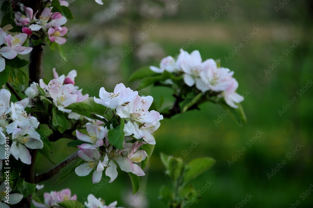 Blooming apple tree flowers closeup, branch with apple blossom. Blooming apple tree flowers closeup, branch with apple blossom.
