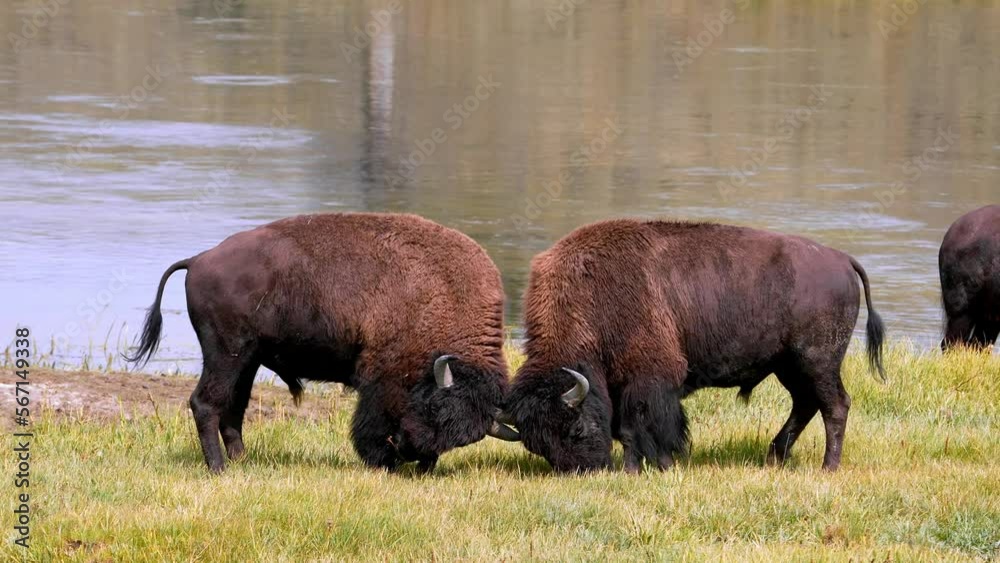 A herd of plains bison with a baby calf in a pasture. View of a herd of bison in the grass in the Hayden in a Yellowstone National Park near geysers. 