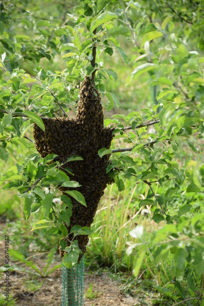 Swarm beehive honeycomb on the tree, bees. Swarm beehive honeycomb on the tree, bees.