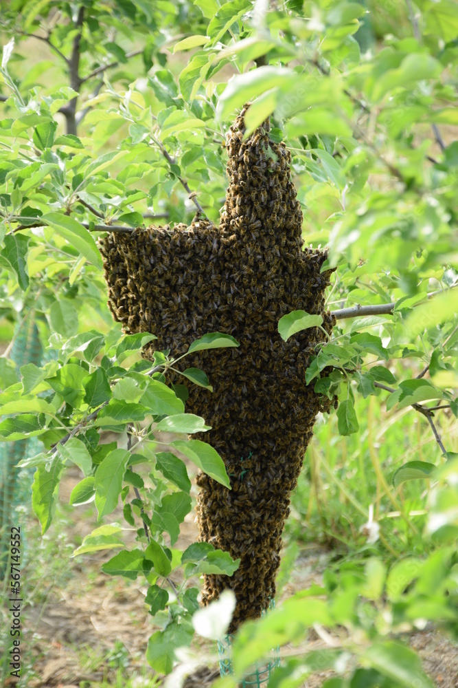 Swarm beehive honeycomb on the tree, bees. Swarm beehive honeycomb on the tree, bees.