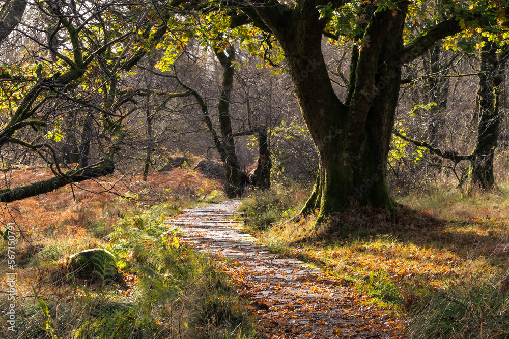 Naklejka premium Meandering path through forest in golden winter light, Scotland