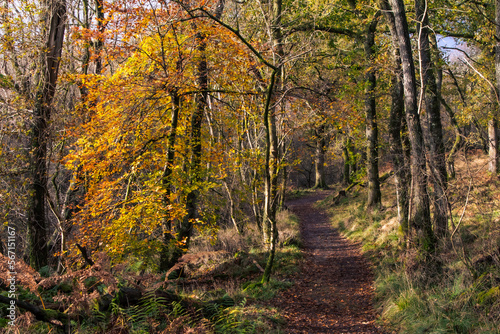 Meandering path through forest in golden winter light, Scotland
