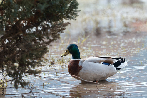 duck swimming in water, bird on lake, close-up, blurred background, reflection in water