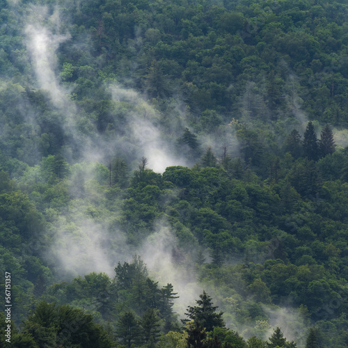 fog in the forest