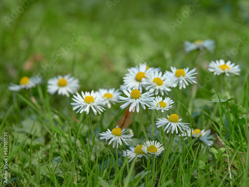 Chamomile in field: spring, sunny day in meadow, Traskanda park, white flowers.