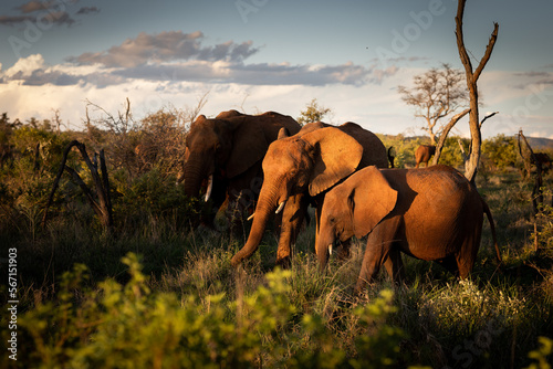 African elephant family on a sunset