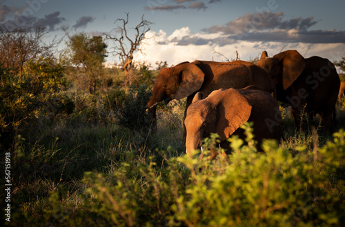 African elephant family on a sunset