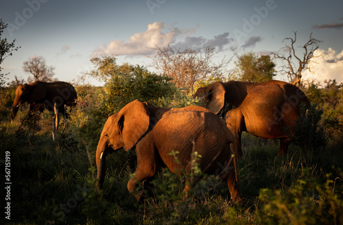African elephant family on a sunset