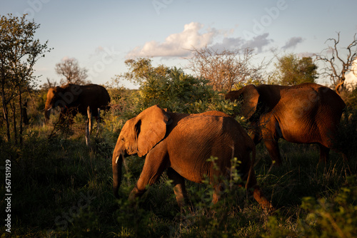 African elephant family on a sunset