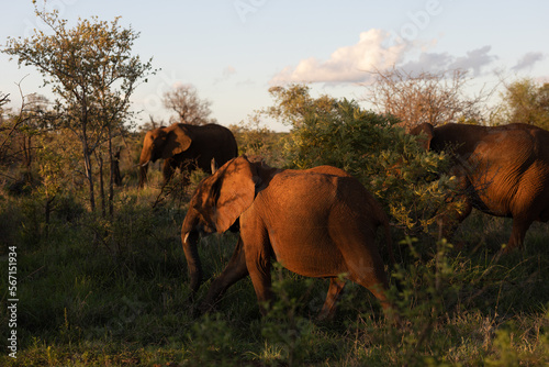 African elephant family on a sunset
