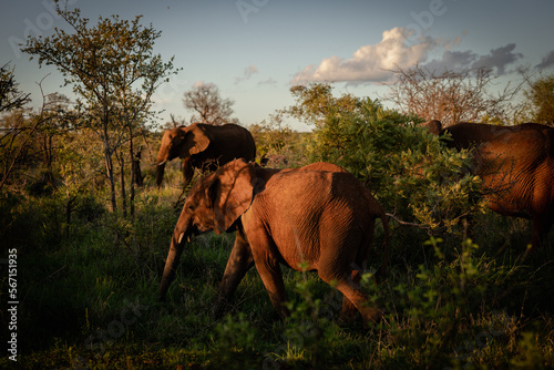 African elephant family on a sunset © mdennah