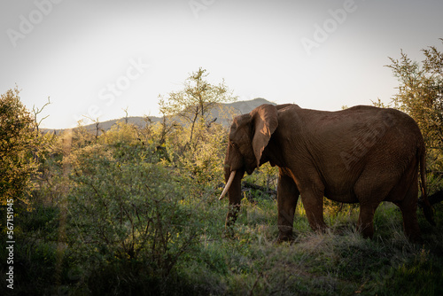 African elephant family on a sunset