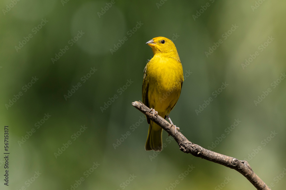 A male of Saffron Finch also known as Canario or Chirigue Azafranado is a yellow bird typical of Brazil. Species Sicalis flaveola. Birdwatcher.  Bird lover. Birding. Yellow bird.