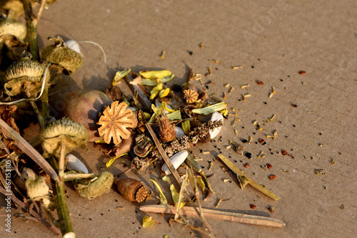 Background, seed to plant, little gardener. Make your seeds harvest poppy flowers hrizontal photo dry the seeds