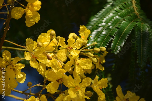 melipona bees in peltophorum dubium flowers photo