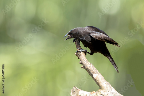 The Shiny Cowbird also Know as Chupim or Mirlo. All the beauty and the presence of the most typical black bird in Brazil. Species Molothrus bonariensis. Birdwatcher. Birding