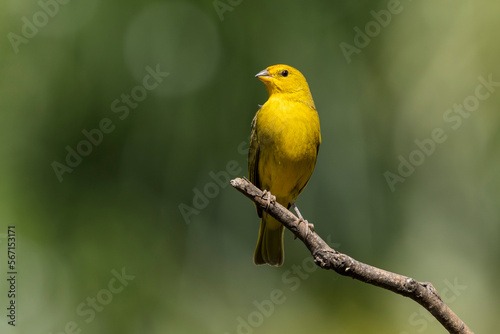 A male of Saffron Finch also known as Canario or Chirigue Azafranado is a yellow bird typical of Brazil. Species Sicalis flaveola. Birdwatcher.  Bird lover. Birding. Yellow bird. © Fernando Calmon