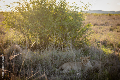 Lion cub resting in grass