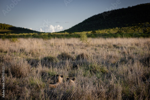 Family of lions resting in grass