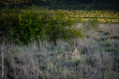 Lioness resting in grass © mdennah