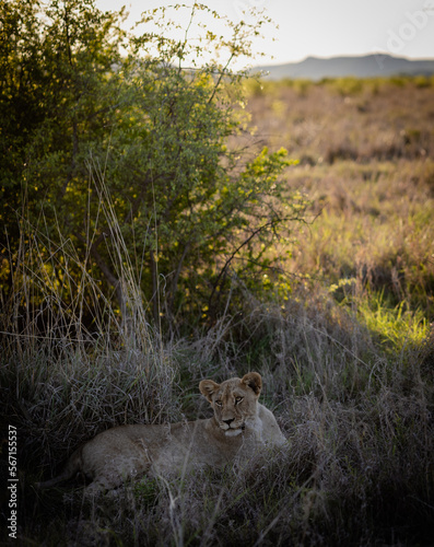Lion cub resting in grass