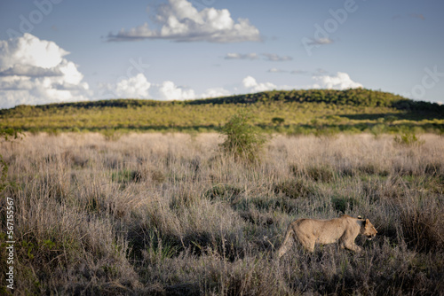 Family of lions resting in grass