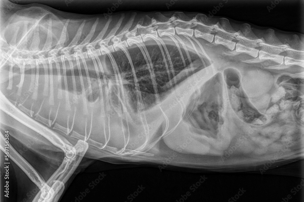 Chest x-ray of a cat with feline infectious peritonitis, feline coronavirus Chest x-ray of a cat with feline infectious peritonitis, feline coronavirus