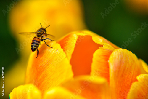 bee on flower © Роман 