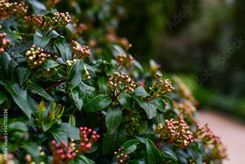 red and yellow flowers