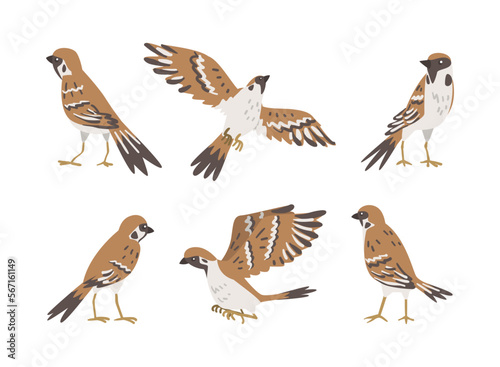 Sparrow as Brown and Grey Small Passerine Bird with Short Tail Vector Set