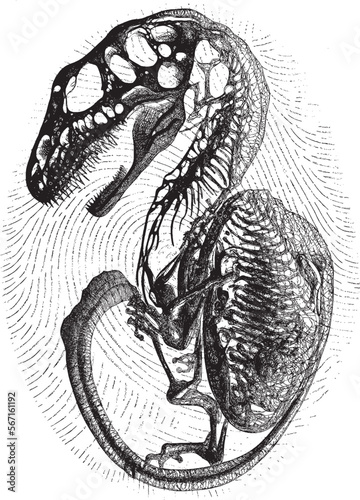 Anatomy draw - T rex Fetus on Egg