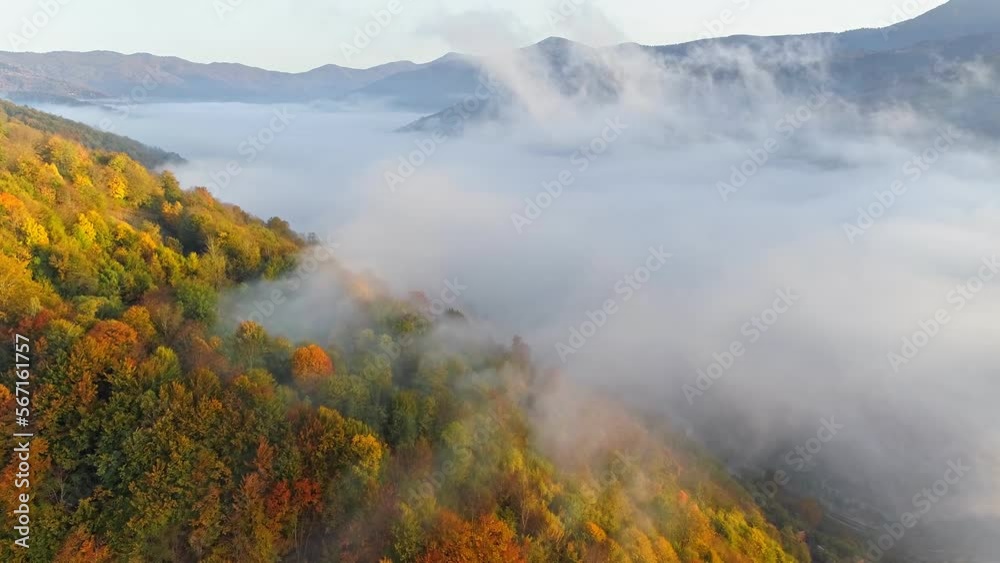 Valley in the mountains covered with morning mist. Aerial view of Ukrainian Carpathians in autumn. Flying over colorful autumn trees in the mountains