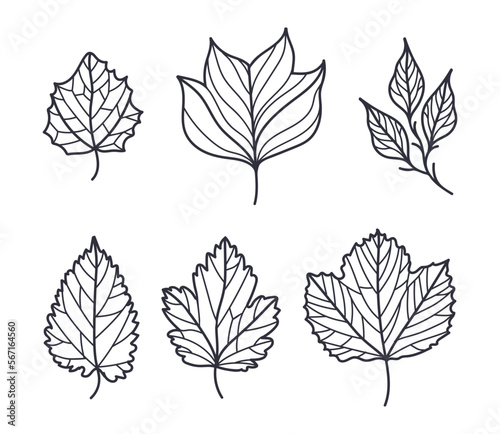 Hand Drawn Autumn Leaf Contour or Outline Vector Set