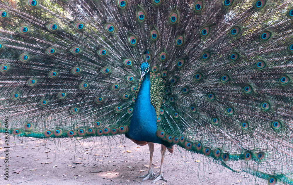 Naklejka premium retrato de bello pavo real con sus alas abiertas de colores en un día soleado