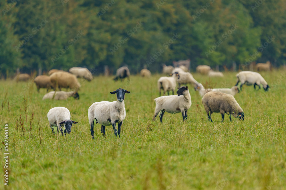 A large herd of different breeds of sheep grazing freely in a meadow